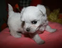 Ziggy , a male Maltese for sale in Billings, MO – 9 of 9