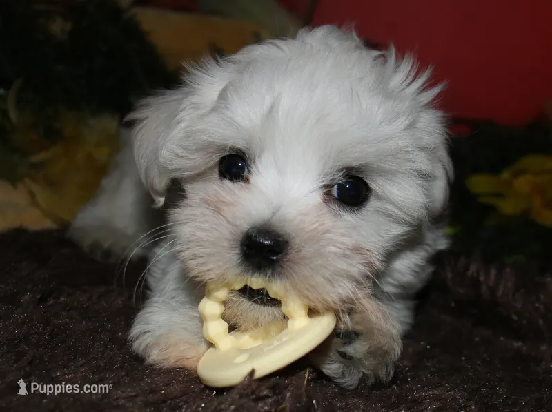 Ziggy  – Maltese puppy for sale in Billings, MO