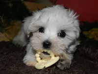 Ziggy , a male Maltese for sale in Billings, MO – 1 of 10