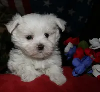 Chester, a male Maltese for sale in Billings, MO – 6 of 9