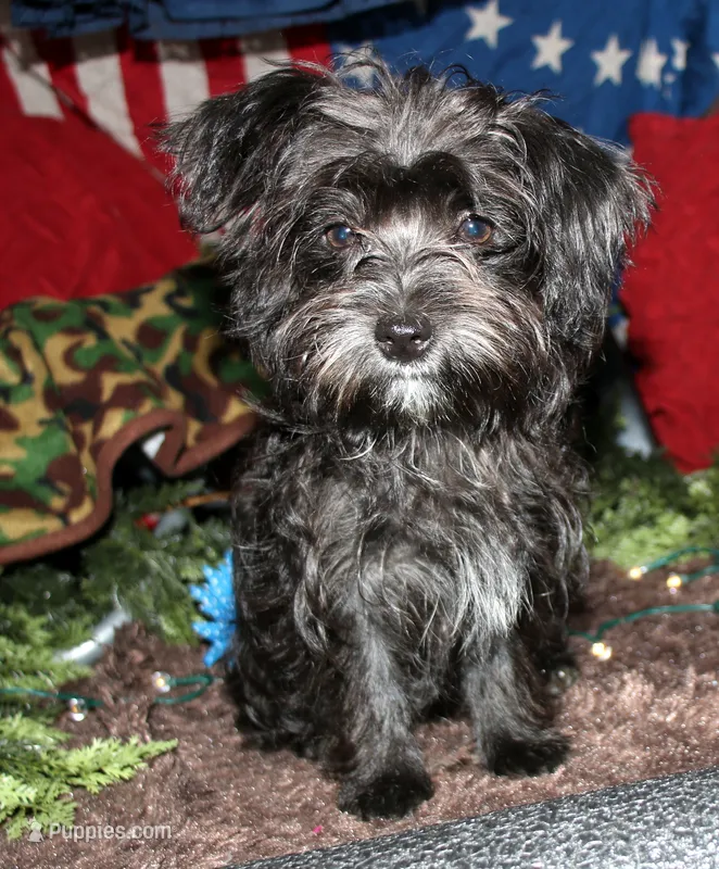 Frank – Morkie puppy for sale in Billings, MO