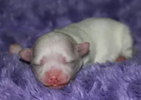 Diva, a female Maltese for sale in Billings, MO – Photo 5 of 6