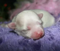 Diva, a female Maltese for sale in Billings, MO – Photo 2 of 6