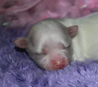 Diva, a female Maltese for sale in Billings, MO – Photo 3 of 6