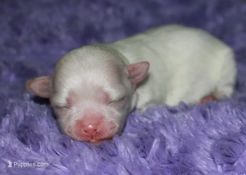 Diva – Maltese puppy for sale in Billings, MO