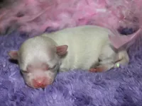 Diva, a female Maltese for sale in Billings, MO – Photo 4 of 6