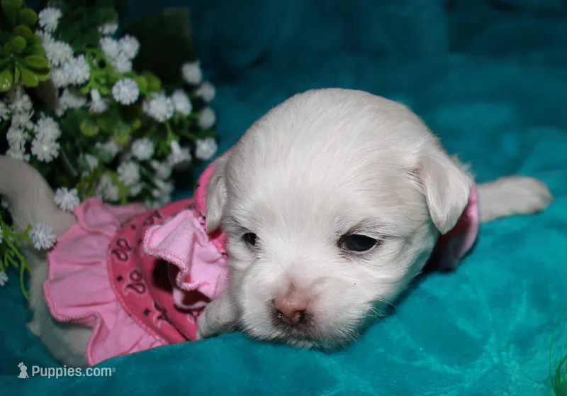 Diva – Maltese puppy for sale in Billings, MO
