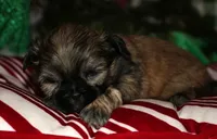 Dolly, a female Shih Tzu for sale in Billings, MO – 4 of 9