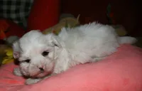 Blaze, a male Maltese for sale in Billings, MO – 9 of 9