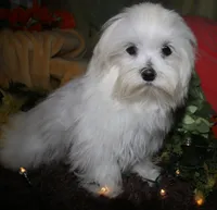 Conrad, a male Maltese for sale in Billings, MO – 5 of 9