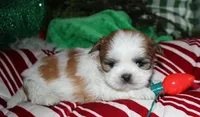 Ollie, a male Shih Tzu for sale in Billings, MO – 3 of 9