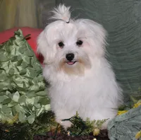 Bruiser, a male Maltese for sale in Billings, MO – 3 of 9