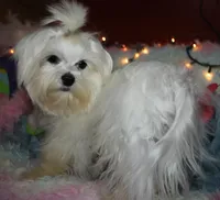 Elliott, a male Maltese for sale in Billings, MO – Photo 8 of 9