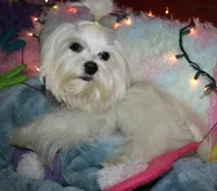 Elliott, a male Maltese for sale in Billings, MO – Photo 9 of 9