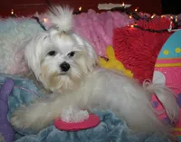Elliott, a male Maltese for sale in Billings, MO – Photo 5 of 9