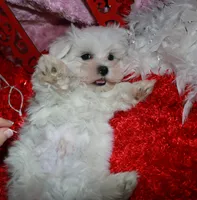 processed/1e84a876-3a1a-450a-a575-aca3db9d362a/listing/fcea91d4-a8f4-45fe-b77e-f1d6dc78904d/450242f9-2129-435c-a619-e622fadbb067