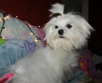 Elliott, a male Maltese for sale in Billings, MO – Photo 6 of 9