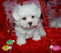 processed/1e84a876-3a1a-450a-a575-aca3db9d362a/listing/fcea91d4-a8f4-45fe-b77e-f1d6dc78904d/67045210-4f90-4207-badb-003398aeb29e