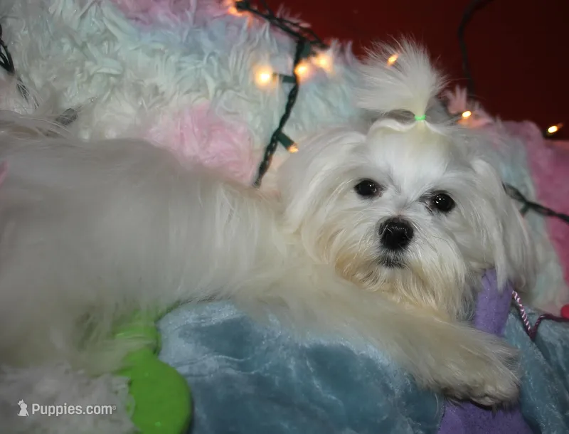 Elliott – Maltese puppy for sale in Billings, MO