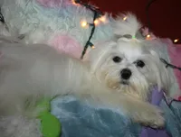 Elliott, a male Maltese for sale in Billings, MO – Photo 1 of 9