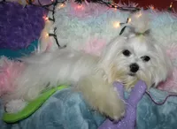 Elliott, a male Maltese for sale in Billings, MO – Photo 4 of 9