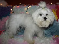 Elliott, a male Maltese for sale in Billings, MO – Photo 7 of 9