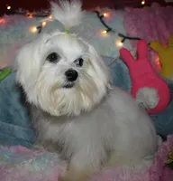 Elliott, a male Maltese for sale in Billings, MO – Photo 2 of 9
