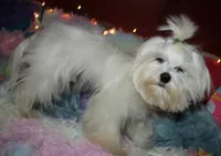 Elliott, a male Maltese for sale in Billings, MO – Photo 3 of 9