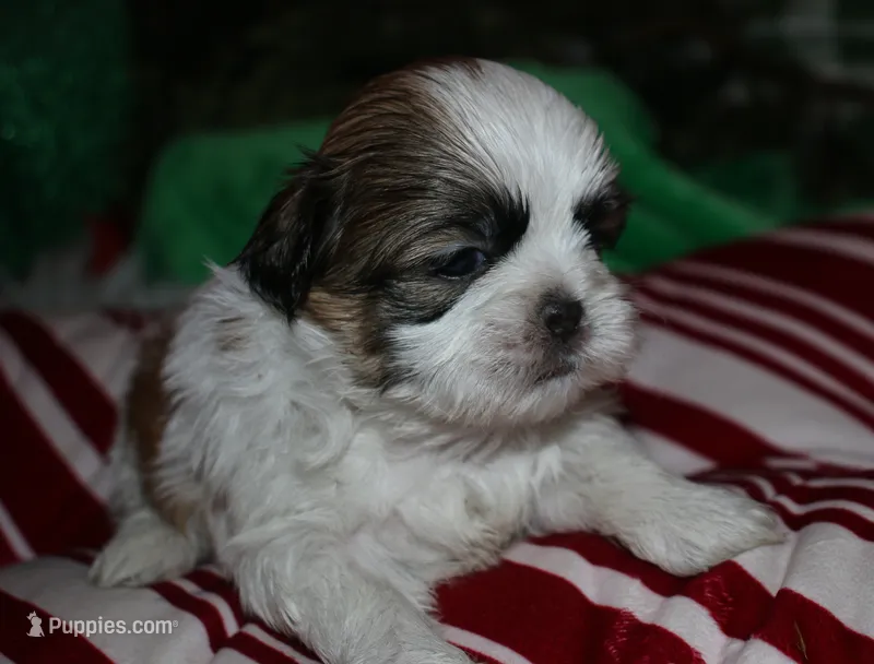Cooper, a male Shih Tzu for sale in Billings, MO – 1 of 9