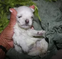 Myrtle, a female Maltese for sale in Billings, MO – 2 of 8