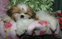 MoJo, a male Shih Tzu for sale in Billings, MO – 1 of 9