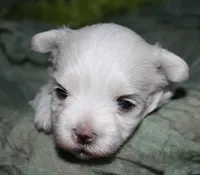 Stumpy, a male Maltese for sale in Billings, MO – 9 of 10