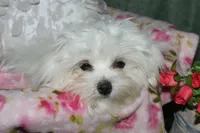 Farrah, a female Maltese for sale in Billings, MO – 2 of 9