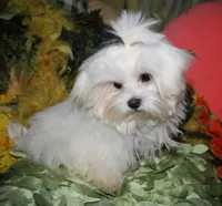Noah, a male Maltese for sale in Billings, MO – 6 of 9