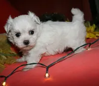 Casper , a male Maltese for sale in Billings, MO – 4 of 9
