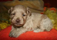 Gizmo, a male Maltipoo for sale in Billings, MO – 6 of 9