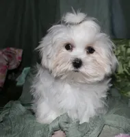 Archie, a male Maltese for sale in Billings, MO – 3 of 9