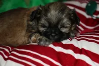 Dolly, a female Shih Tzu for sale in Billings, MO – 8 of 9