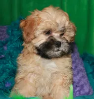 Luke, a male Shihpoo for sale in Billings, MO – 5 of 9