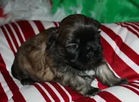 Jojo , a female Shih Tzu for sale in Billings, MO – 5 of 9