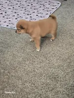 processed/1e85afa9-f8a8-4cb9-891e-3aed98ac9b7c/listing/fbab15ad-cf9c-4872-af73-01c64d808f9d/67e910f5-21a2-45ee-be09-41ccf458928c