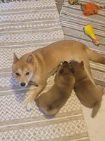 processed/1e85afa9-f8a8-4cb9-891e-3aed98ac9b7c/listing/fbab15ad-cf9c-4872-af73-01c64d808f9d/e5045399-b68c-4375-bd82-cee096f04860