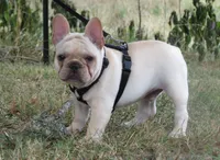 Frankie, a male French Bulldog for sale in West Plains, MO – 4 of 7