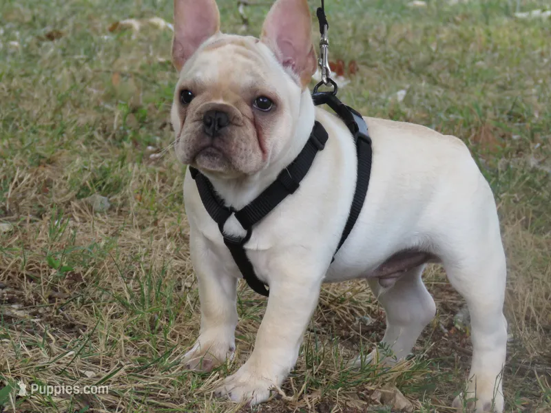 Frankie – French Bulldog puppy for sale in West Plains, MO