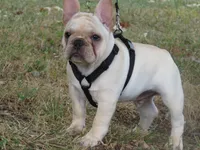 Frankie, a male French Bulldog for sale in West Plains, MO – 1 of 7