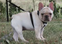Frankie, a male French Bulldog for sale in West Plains, MO – 2 of 7