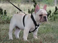 Frankie, a male French Bulldog for sale in West Plains, MO – 6 of 7
