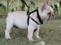 Frankie, a male French Bulldog for sale in West Plains, MO – 7 of 7