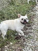 Cream Leo, a male French Bulldog for sale in West Plains, MO – Photo 5 of 5