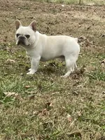 Cream Leo, a male French Bulldog for sale in West Plains, MO – Photo 3 of 5